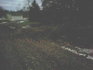 tree in driveway.jpg